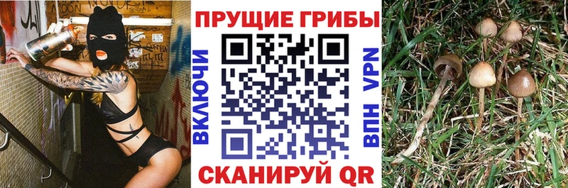 Псилоцибиновые грибы Psilocybine cubensis  Солигалич 